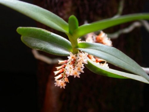 loai-hoa-lan-nho-nhat-gioi-2 Loài hoa lan nhỏ nhất thế giới