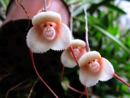 nhung-loai-hoa-lan-co-hinh-dang-giong-dong-vat Những loài hoa lan có hình dáng giống động vật