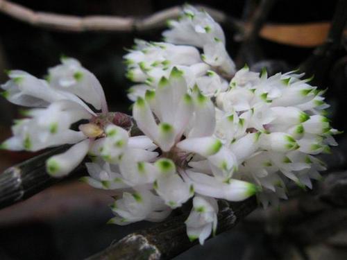 lan-bao-hy-dendrobium-secundum-1 Lan báo hỷ - Dendrobium Secundum