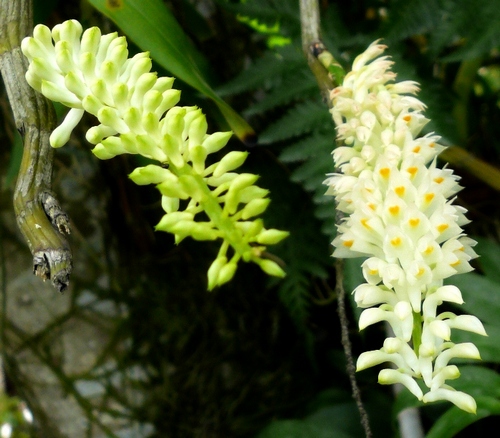 lan-bao-hy-dendrobium-secundum-2 Lan báo hỷ - Dendrobium Secundum