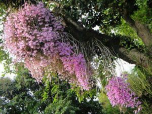 bi quyet thuan duong va cham soc lan rung