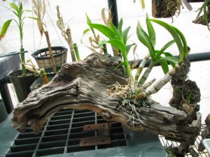 Chiết tách hoa lan Dendro từ cây mẹ 26 chiet tach hoa lan dendro 3