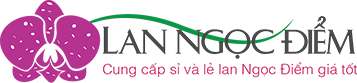Lan ngọc điểm giá rẻ