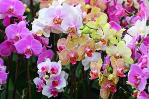 hinh anh hoa phong lan dep4