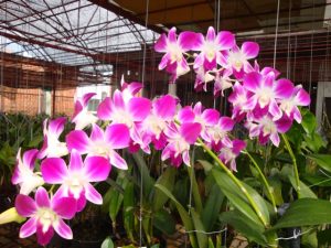 hoa lan dendro