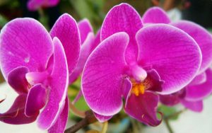 Lịch sử hoa lan 23 lich su hoa phong lan