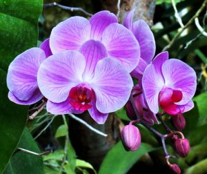 phuong phap khac phuc lan ho diep rung hoa thoi nu 1