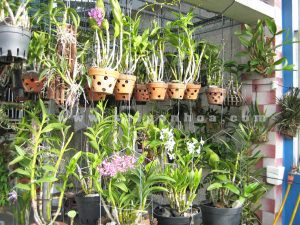 15 bí quyết trồng hoa lan tại nhà 25 Vườn lan tại nhà
