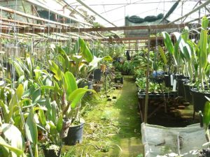 Đặc tính sinh học của hoa lan 20 dac tinh sinh hoc hoa lan