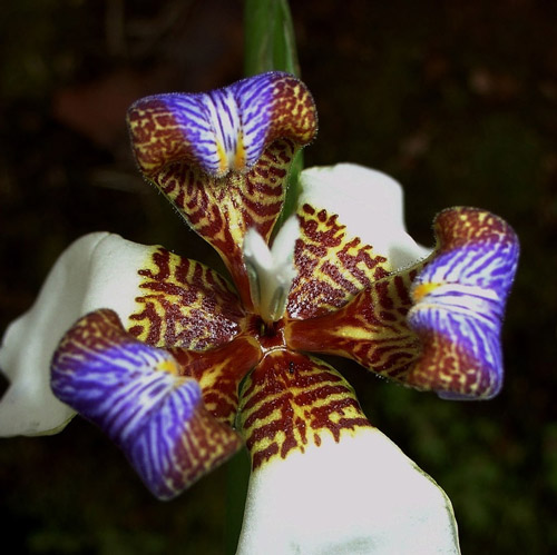 anh-sang-nhu-the-nao-la-tot-nhat-cho-lan4 Yếu tố ánh sáng ảnh hưởng đến sự phát triển của hoa lan thế nào?