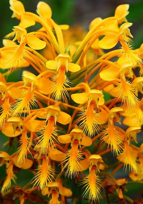 anh-sang-nhu-the-nao-la-tot-nhat-cho-lan5 Yếu tố ánh sáng ảnh hưởng đến sự phát triển của hoa lan thế nào?