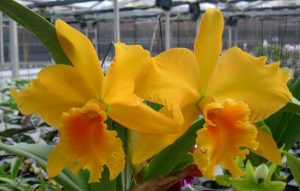 Cách trồng lan Cattleya 12 lan Cattleya