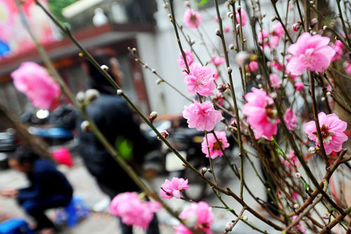 Lan ngọc điểm giá rẻ