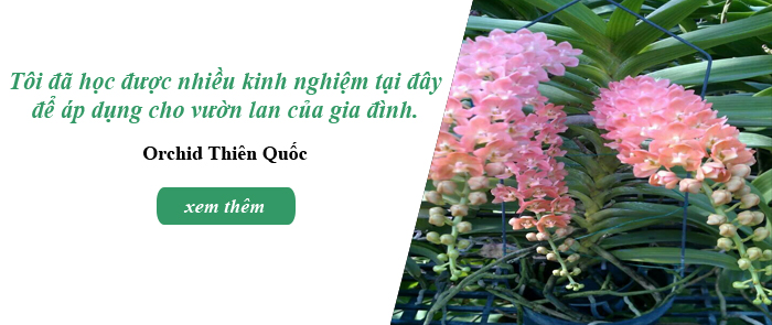 Lan ngọc điểm giá rẻ