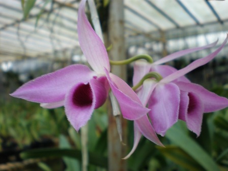 Lan ngọc điểm giá rẻ