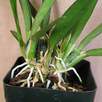 Lan ngọc điểm giá rẻ