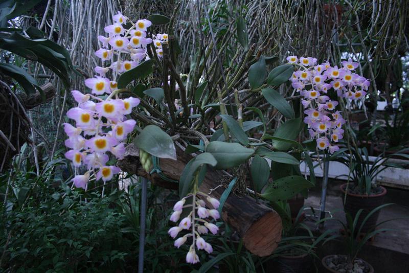 Thuy-tien-tim-Dendrobium-amabile Các loài hoa lan đẹp nở vào dịp tết