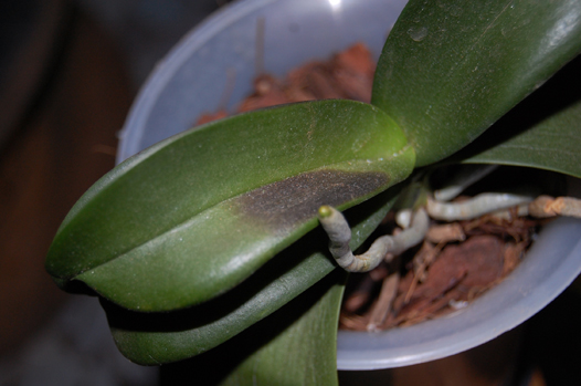 Lan ngọc điểm giá rẻ