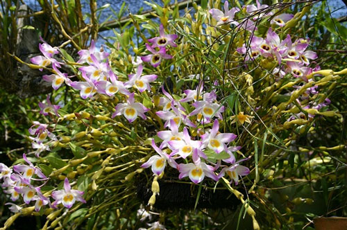 lan-long-tu-da Các loài hoa lan đẹp nở vào dịp tết