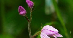 Loài lan có tên khoa học là Cephalanthera Rubra bất ngờ trổ chùm hoa duy nhất màu tím.