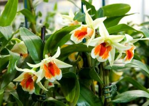 ky thuat trong lan hoang thao 2