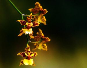 ky thuat trong lan vu nu 3