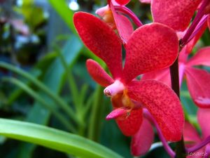 ky thuat va cach trong lan mokara