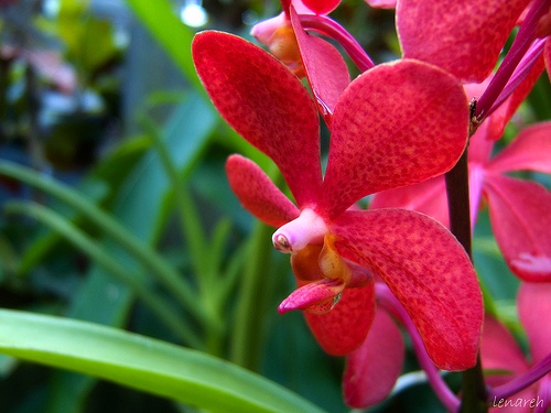 Lan ngọc điểm giá rẻ