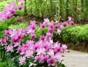 lai tao giong lan bao gom nhung ky thuat nao 5