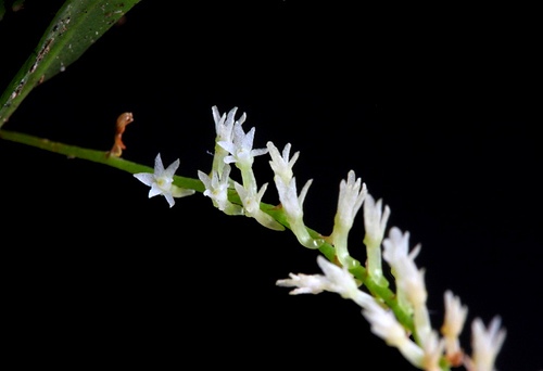 loai-hoa-lan-nho-nhat-gioi-1 Loài hoa lan nhỏ nhất thế giới