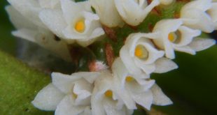 Loài hoa lan nhỏ nhất thế giới. Ảnh: telegraph.co.uk