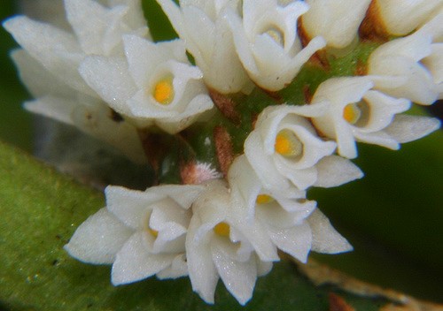 loai-hoa-lan-nho-nhat-gioi Loài hoa lan nhỏ nhất thế giới