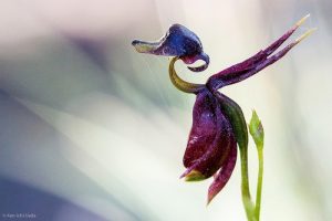 Những loài hoa lan có hình dáng giống động vật