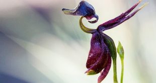 Những loài hoa lan có hình dáng giống động vật