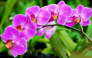 nhung loai sau benh tren cay hoa lan va cach phong tri