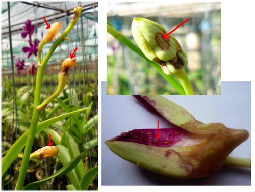 nhung-loai-sau-benh-tren-cay-hoa-lan-va-cach-phong-tri-4 Những loài sâu bệnh trên cây hoa lan và cách phòng trị
