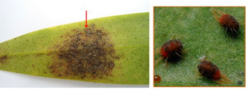 nhung-loai-sau-benh-tren-cay-hoa-lan-va-cach-phong-tri-6 Những loài sâu bệnh trên cây hoa lan và cách phòng trị