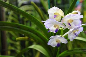 trong lan tren san thuong