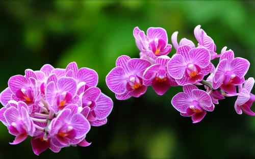 y-nghia-cua-loai-hoa-phong-lan-2 Ý nghĩa của loài hoa phong lan