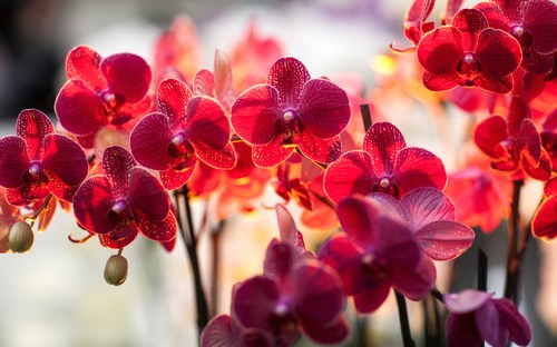 y-nghia-cua-loai-hoa-phong-lan Ý nghĩa của loài hoa phong lan