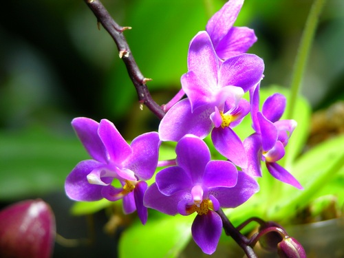 ky thuat trong lan khong dat 4