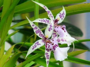 ky thuat trong lan miltonia 2