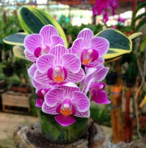 nhung cau hoi thuong gap ve hoa lan 1