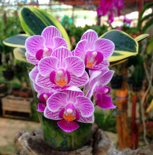 Lan ngọc điểm giá rẻ