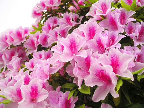 11-loai-hoa-dep-ngay-tet-2017-7 11 loại hoa đẹp ngày tết 2017