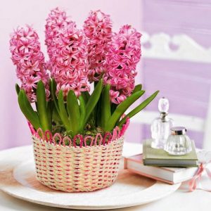 trong hoa phong thuy nao de trang tri nha tet dinh dau 2017 8