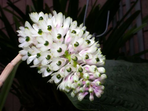 lan-bao-hy-dendrobium-secundum Lan báo hỷ - Dendrobium Secundum