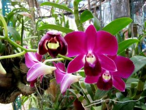 bon phan qua la phan 1 2