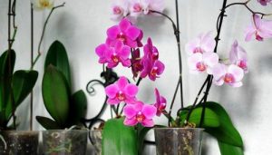 cac loai chau trong lan thong dung