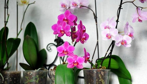 Lan ngọc điểm giá rẻ